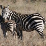 why zebras don't get ulcer