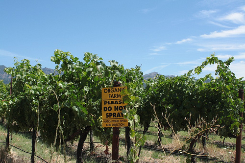 organic farm or vineyards